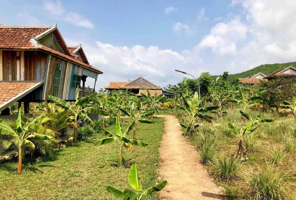 Kampot Pepper Plantation