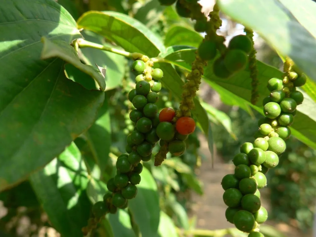 Kampot Pepper Plantation