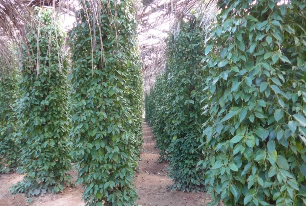 Kampot Pepper Plantation
