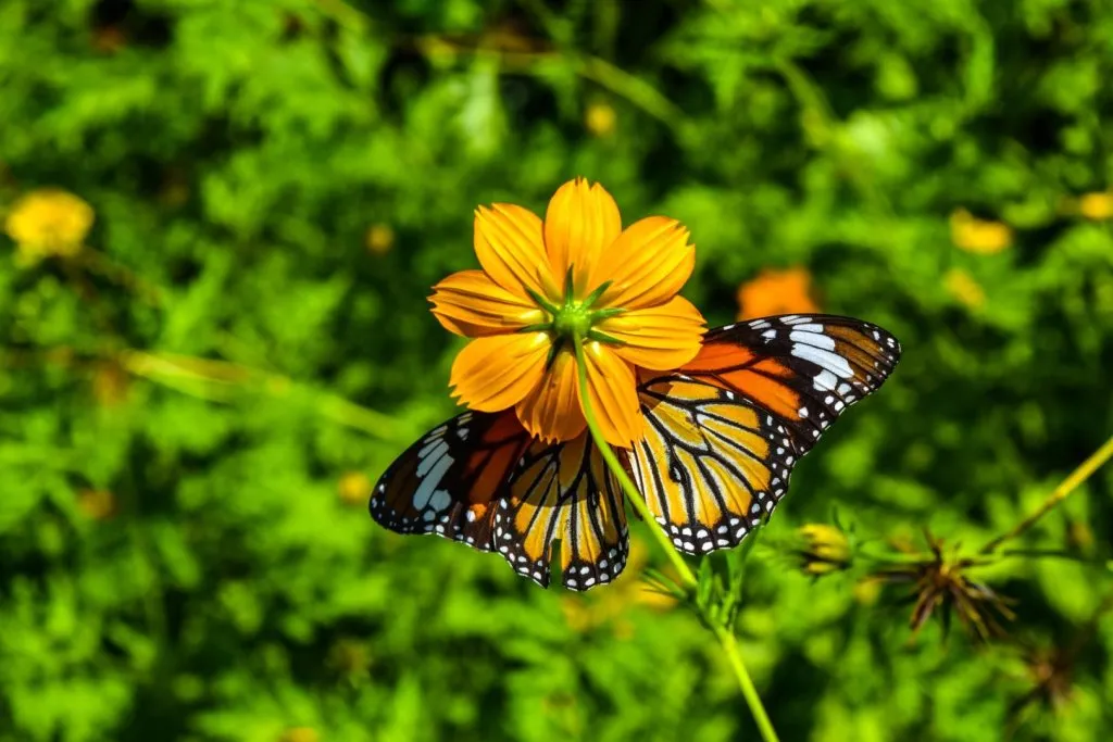 Kep Butterfly Garden