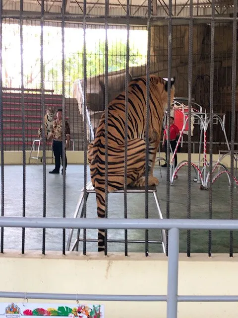 Phnom Penh Safari