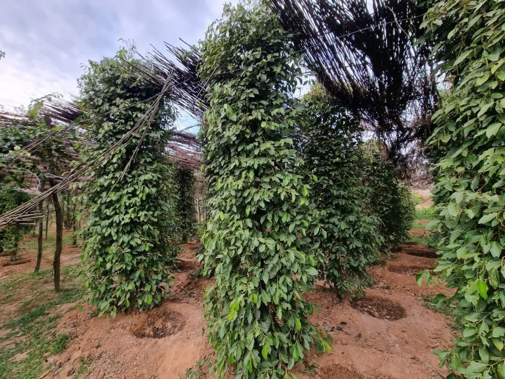 Sothy's Pepper Farm