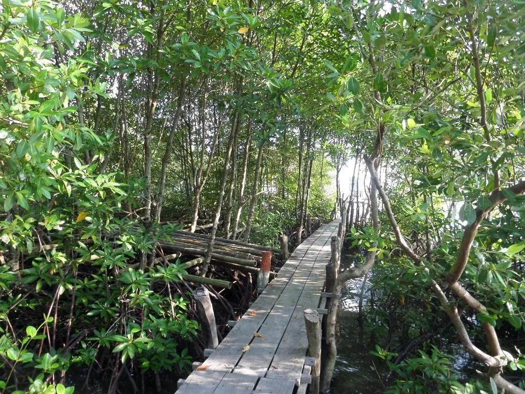 Trapeang Sangkae Mangrove Forest